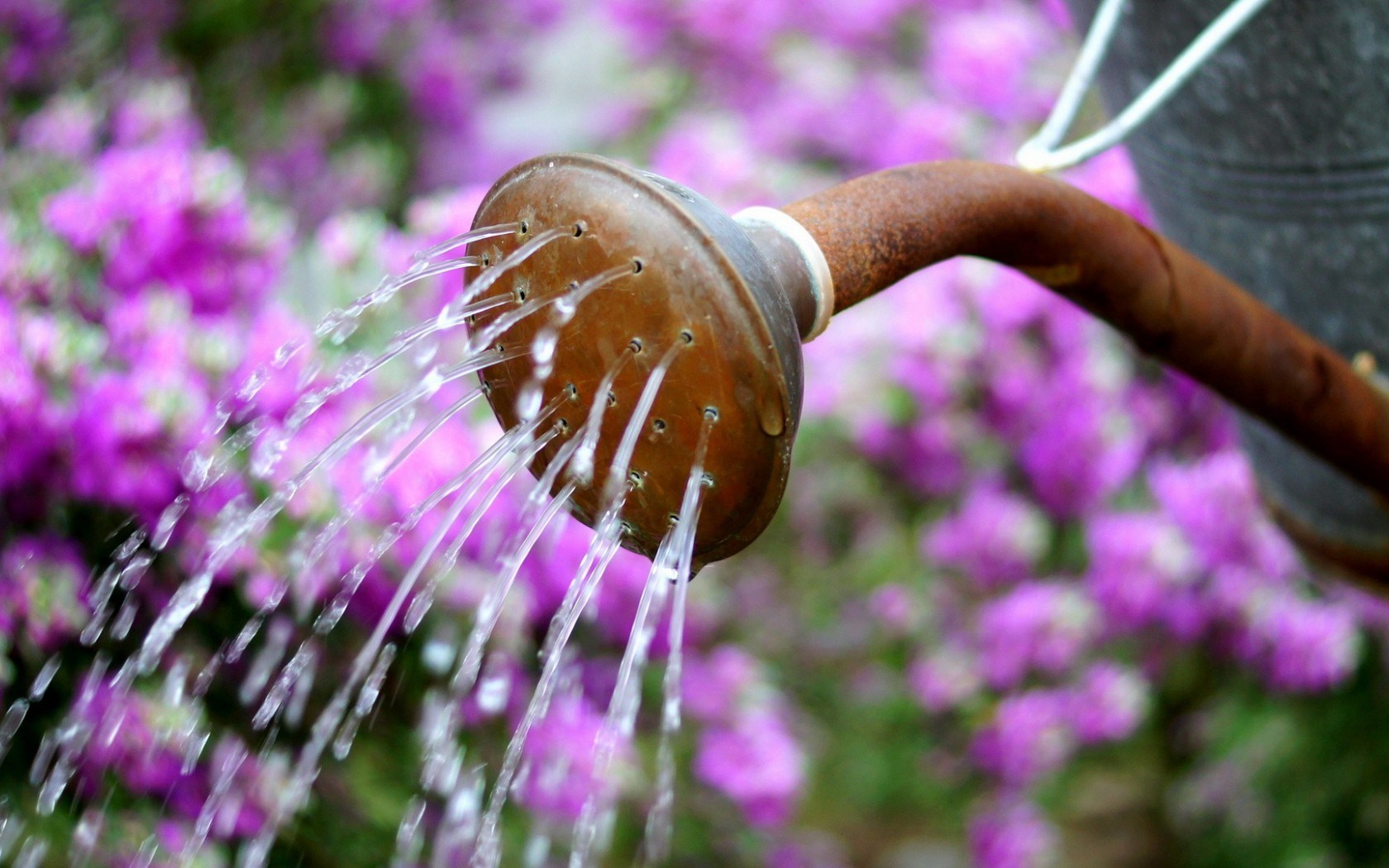 watering-can-water-flowers-summer-wallpaper-1680x1050-23711