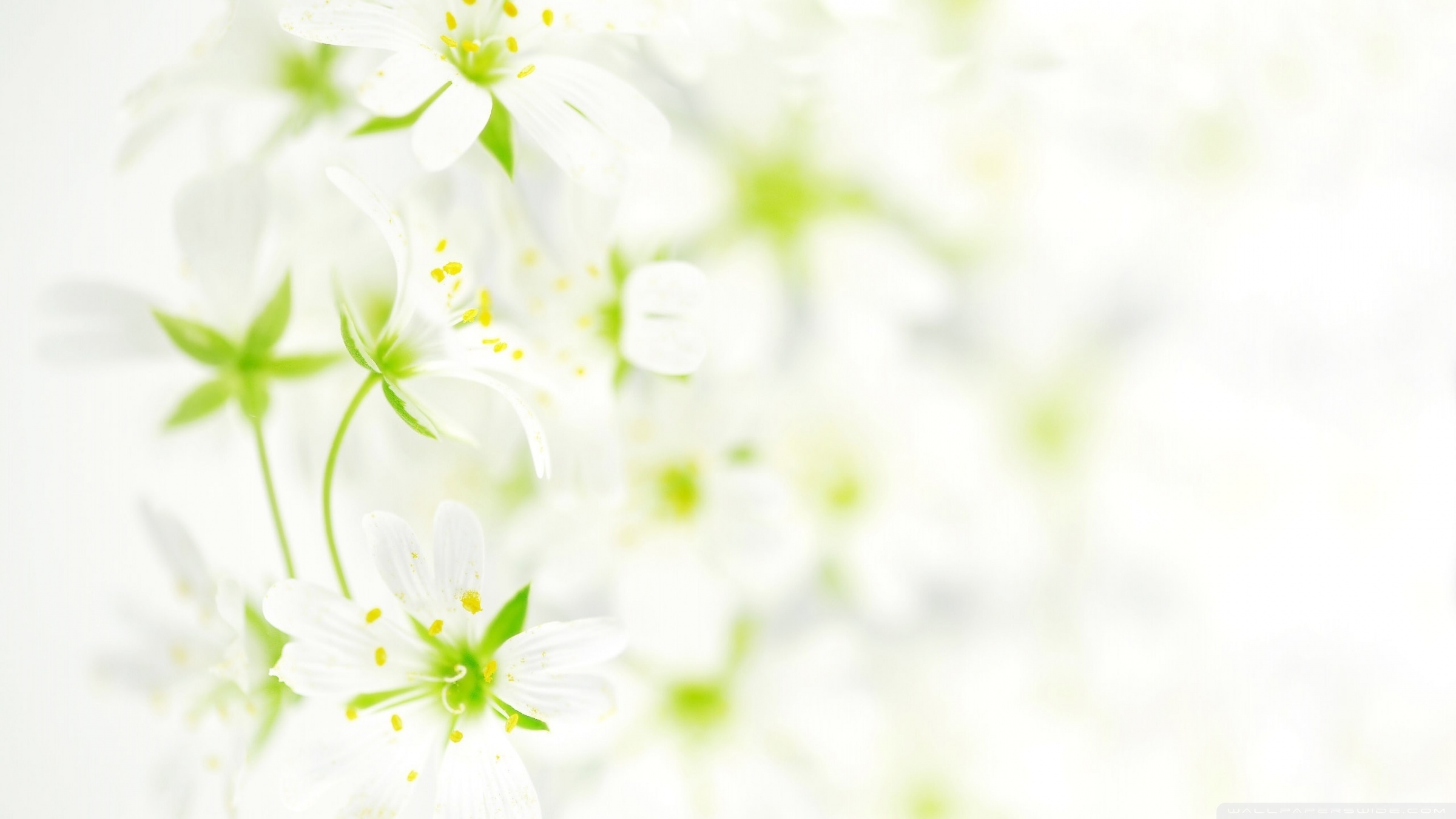 White Flowers HD wallpaper | 2400x1350 | #23719