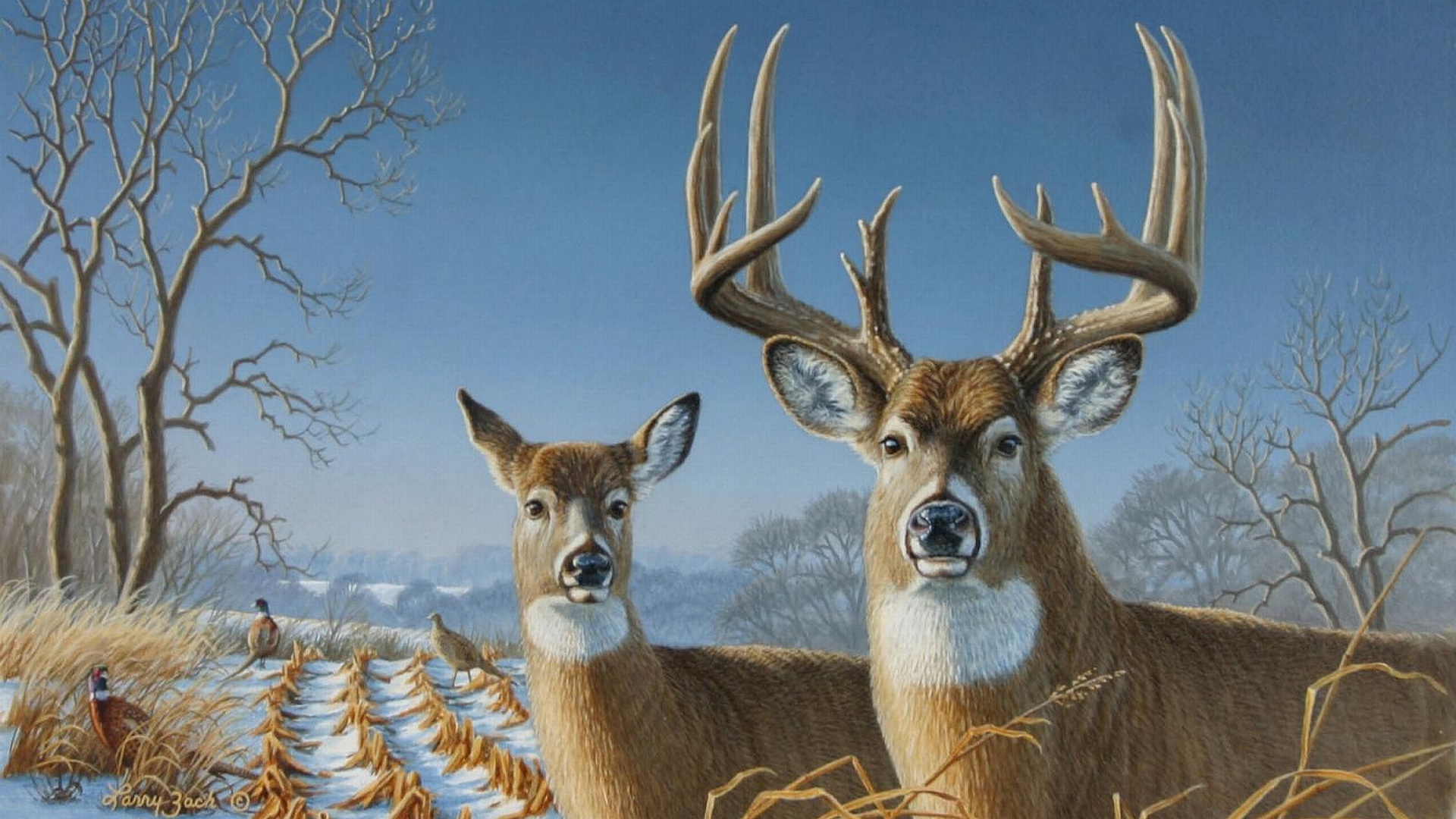 whitetail-deer-wallpaper-1920x1080-75158