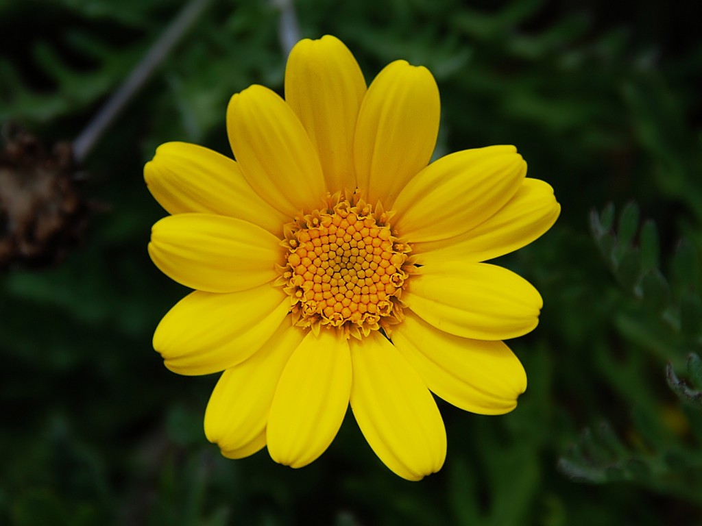 yellow-flower-1-wallpaper-1024x768-32588