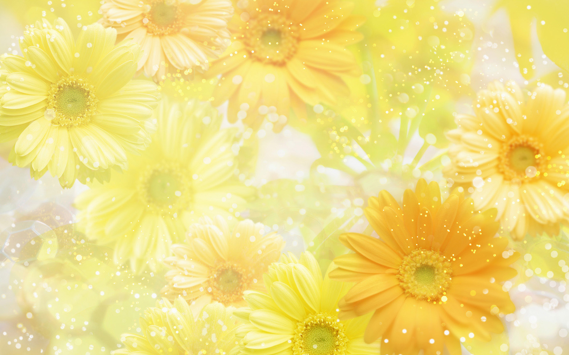 Yellow flower background wallpaper | 1920x1200 | #32589