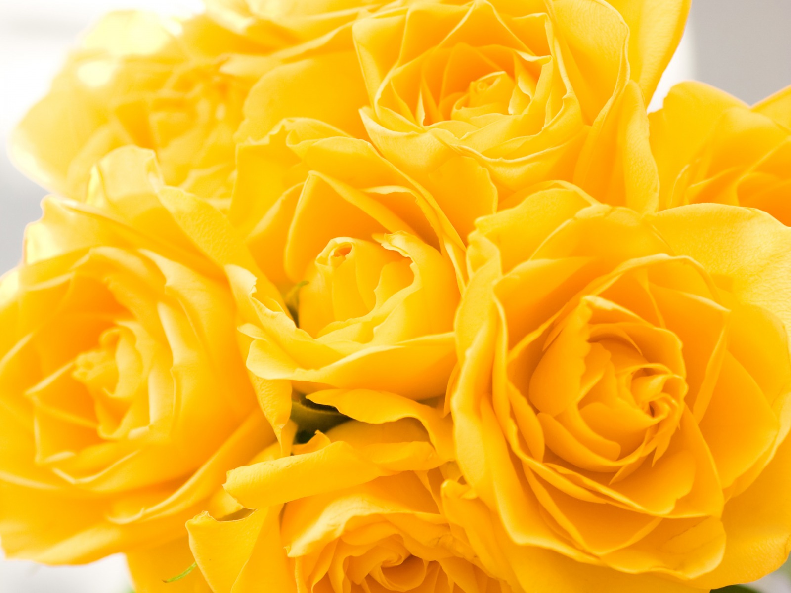 Yellow Roses Background Wallpaper 1600x1200 23767