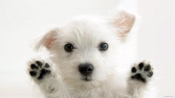 Cute Puppies and Kittens HD wallpapers collection