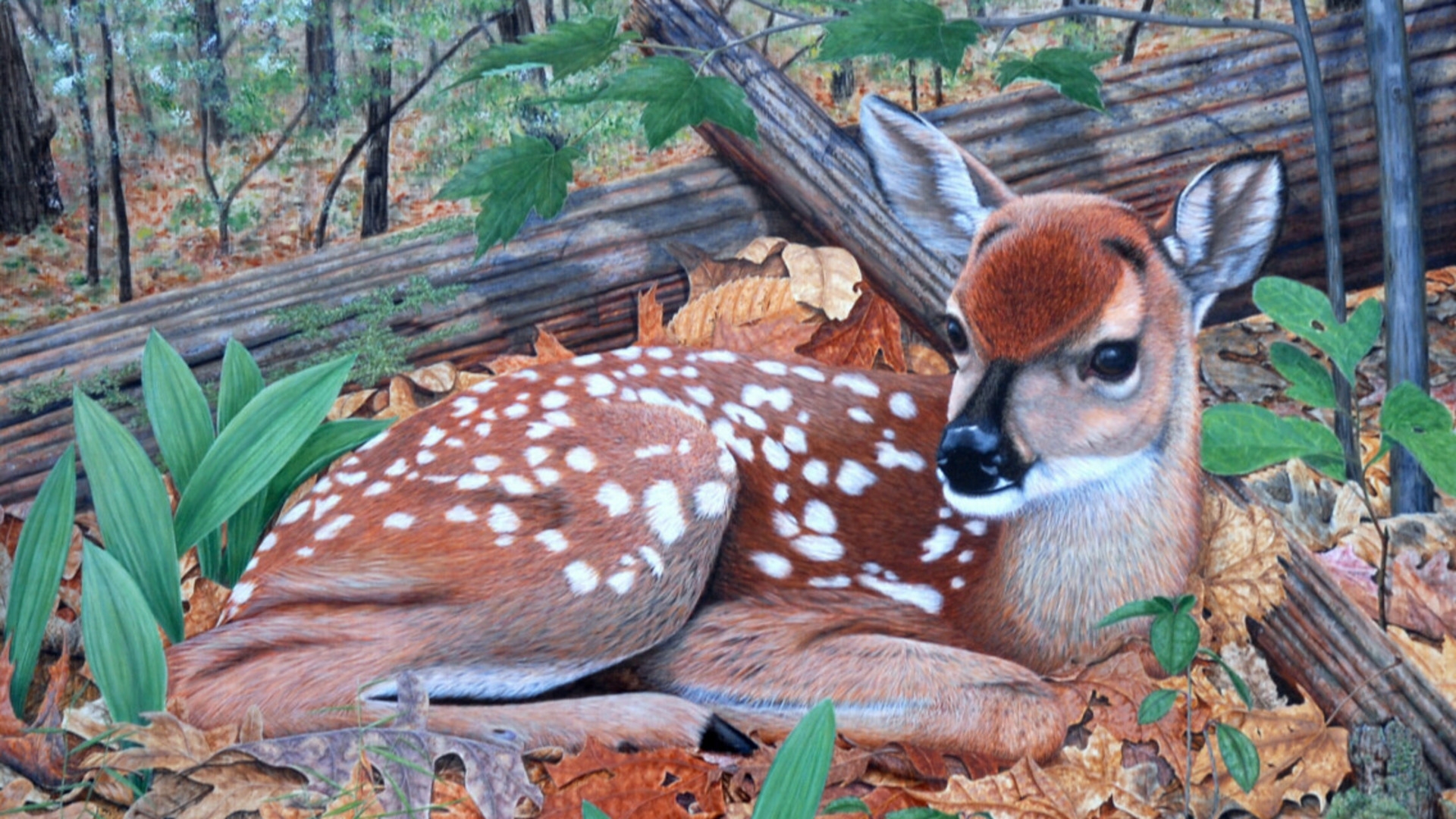 The fawn in forest whitetail deer nature 1024x600
