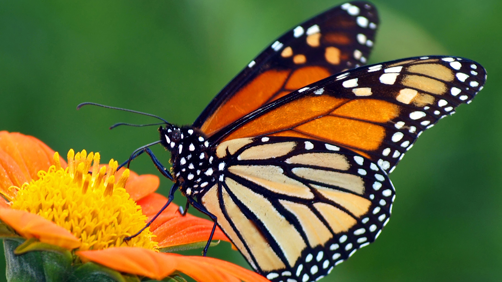 A Monarch Butterfly