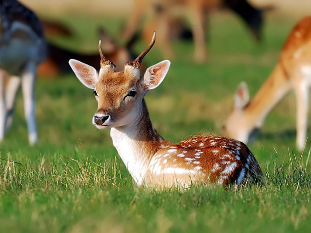Adorable Baby Deer Wallpaper