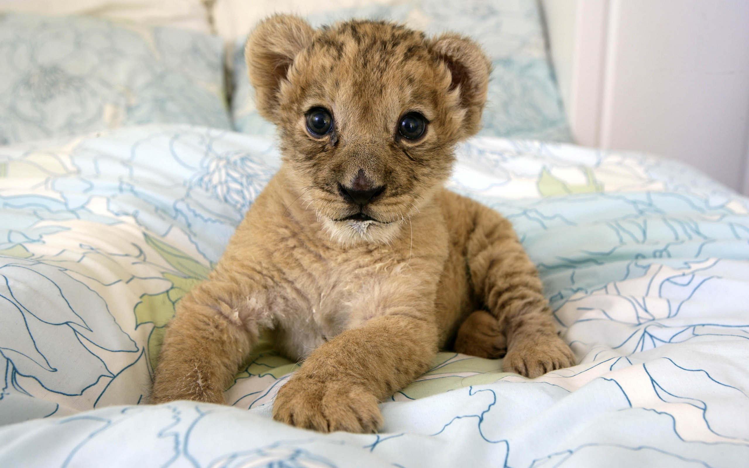 Adorable Baby Lion