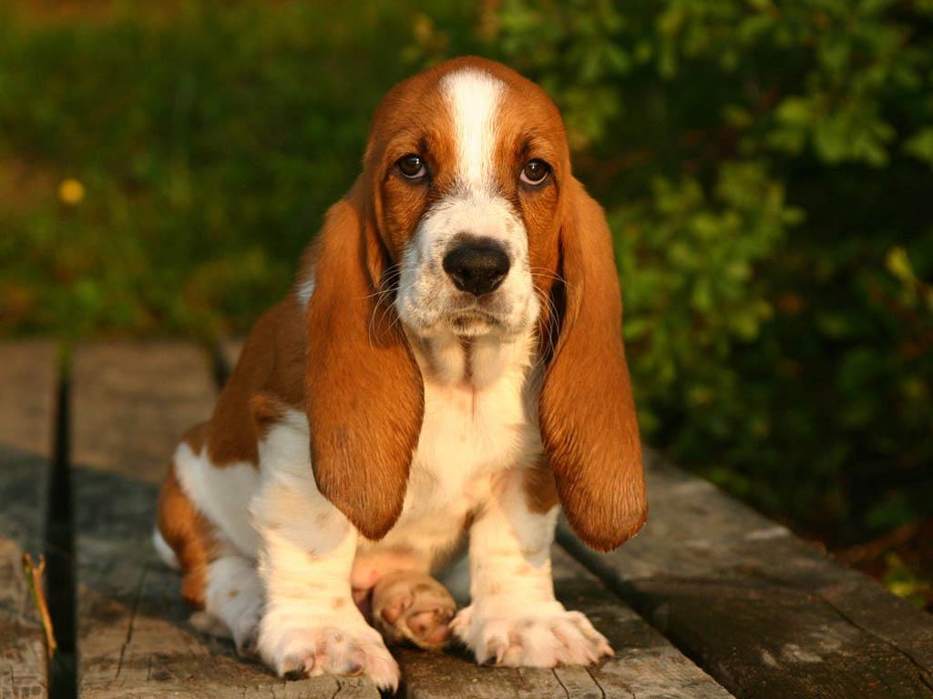 Adorable Long Ears Puppy Dog Breed Of Basset Hound