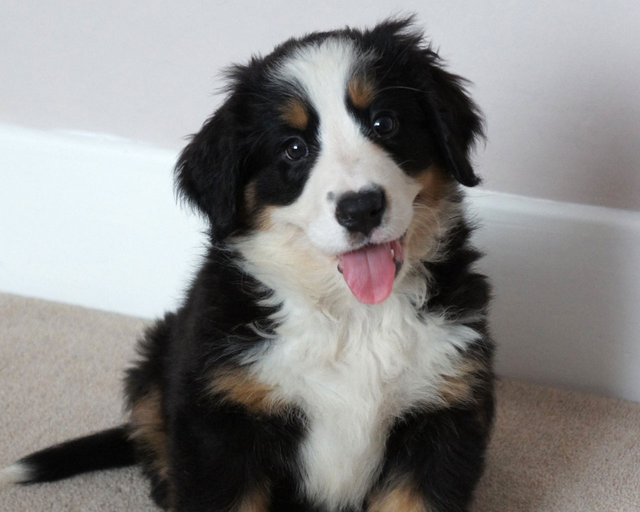 Adorable Puppy Of Bernese Mountain Dog Breed