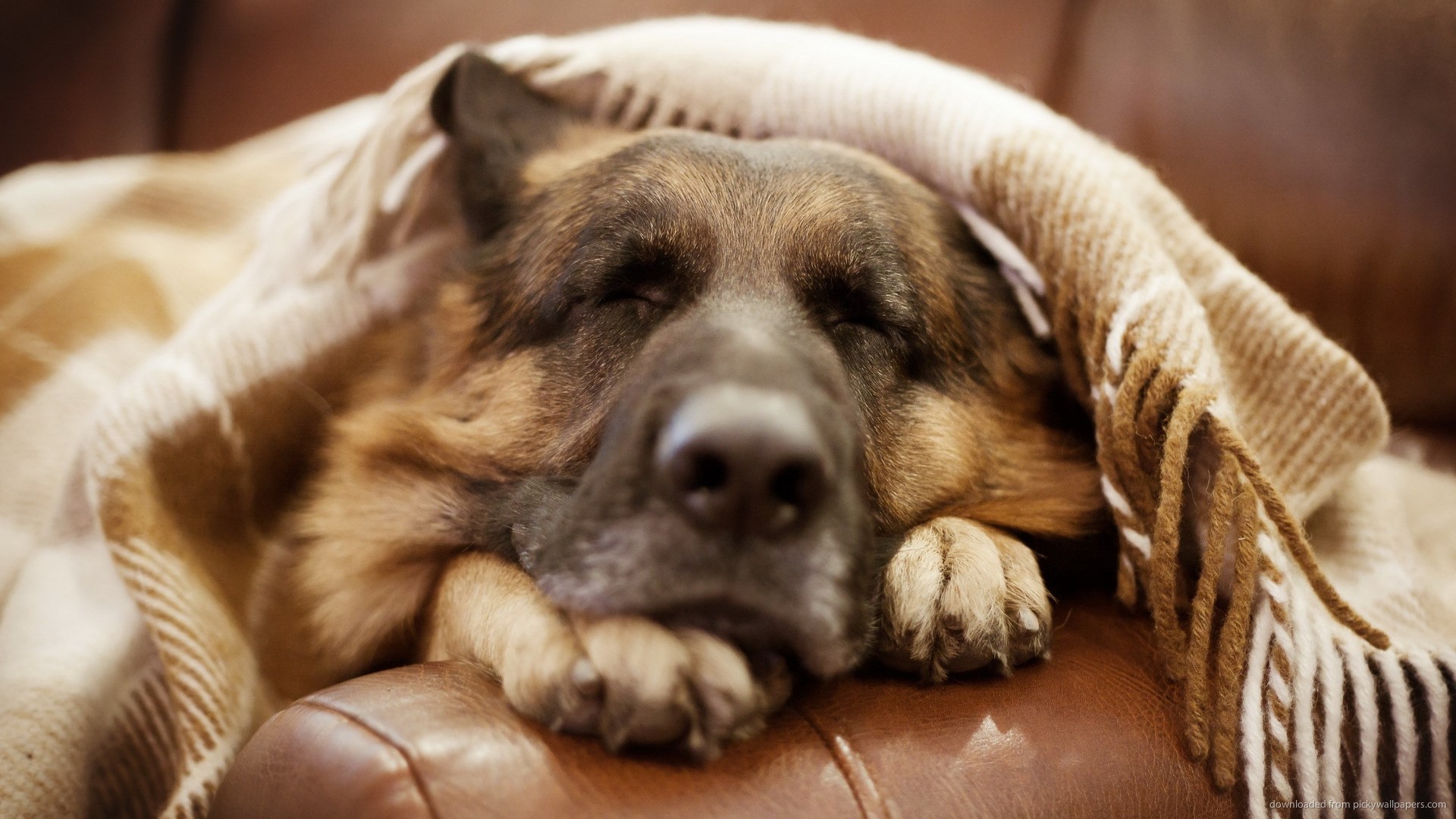Adorable German Shepherd Sleeping On a Couch Wallpaper picture