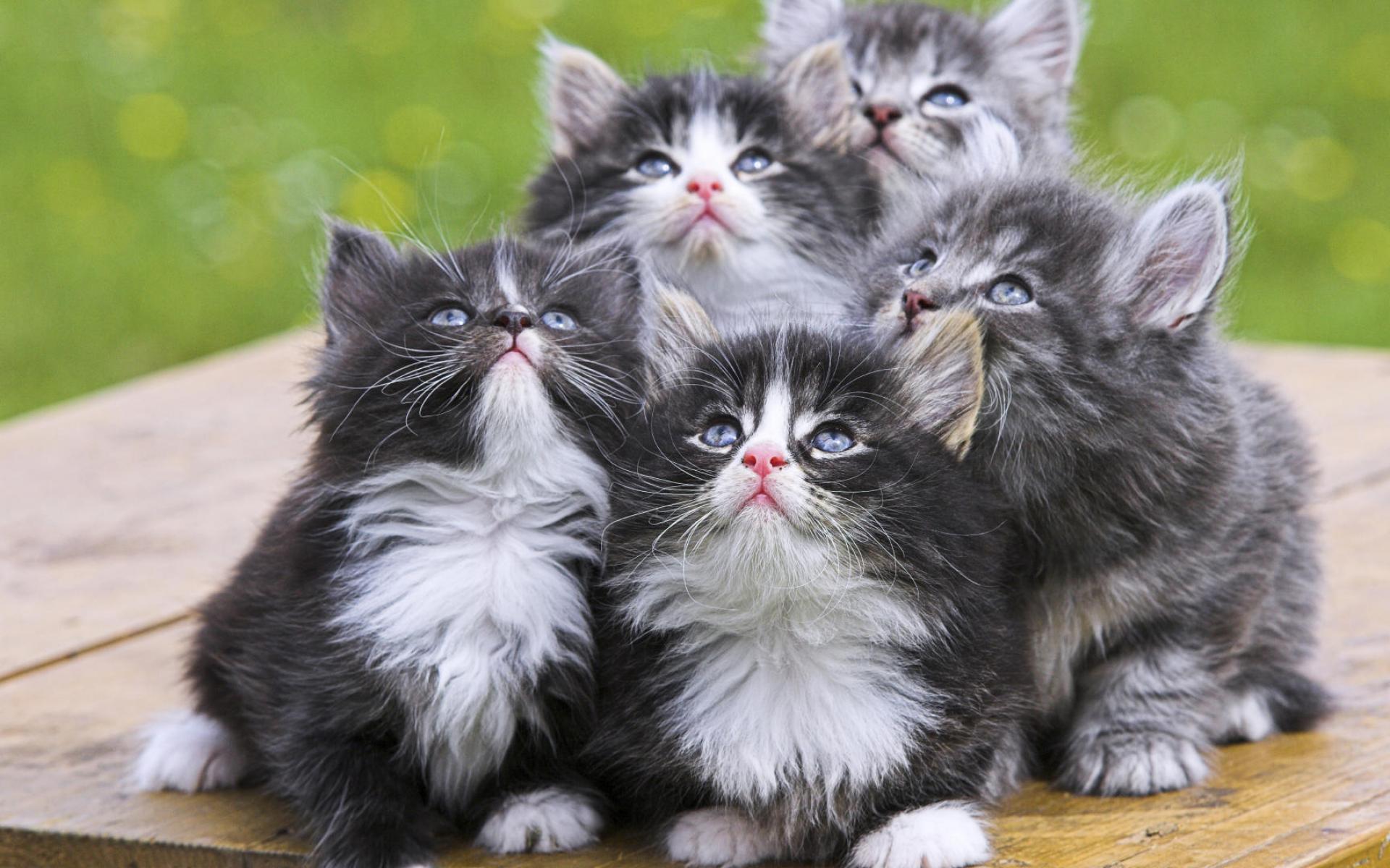 Adorable Grey Kittens