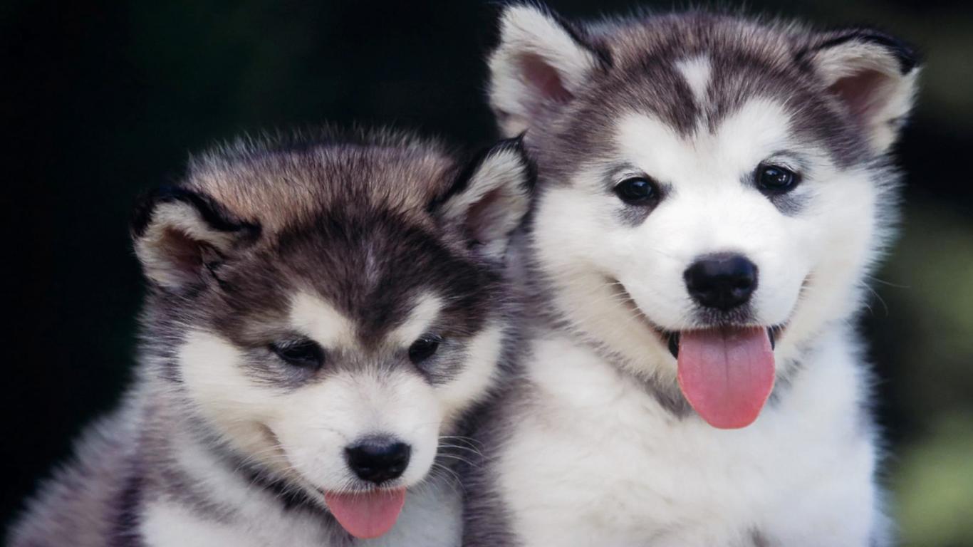 Another Picture of cute husky puppy pictures :
