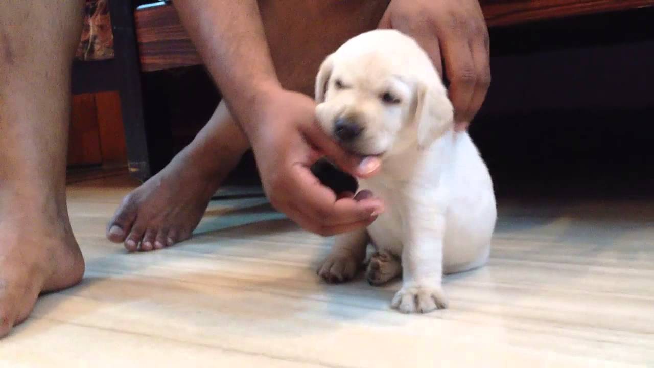 cute cutest labrador in puppy playing