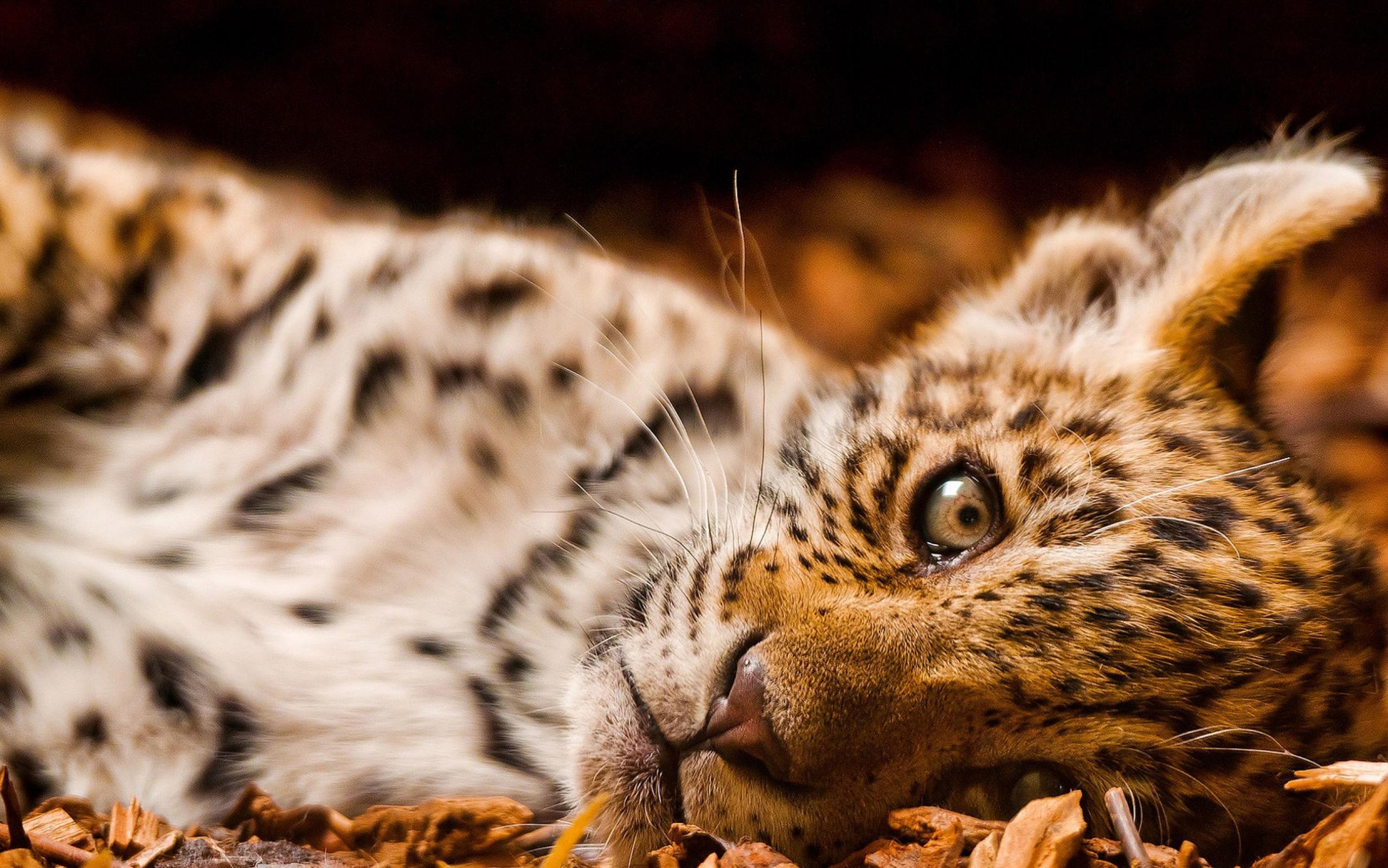 Adorable Leopard Wallpaper