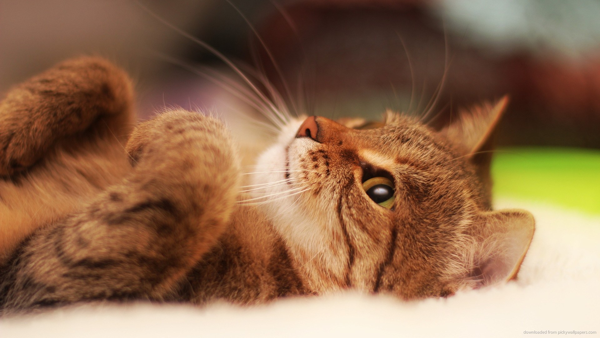 ... Adorable Cat with Brown Eyes Looking Up Wallpaper for 1920x1080