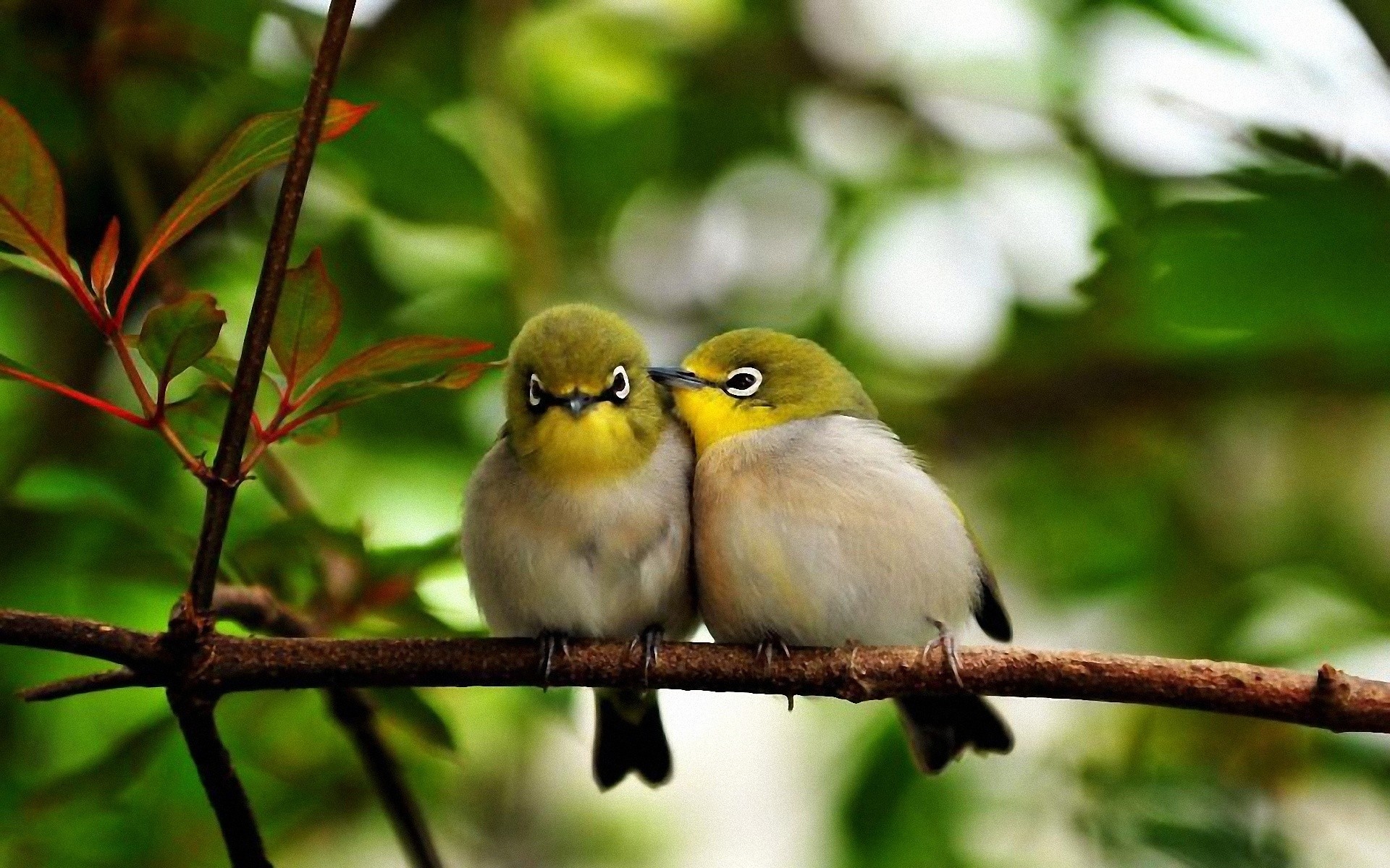 Adorable Pictures of Birds