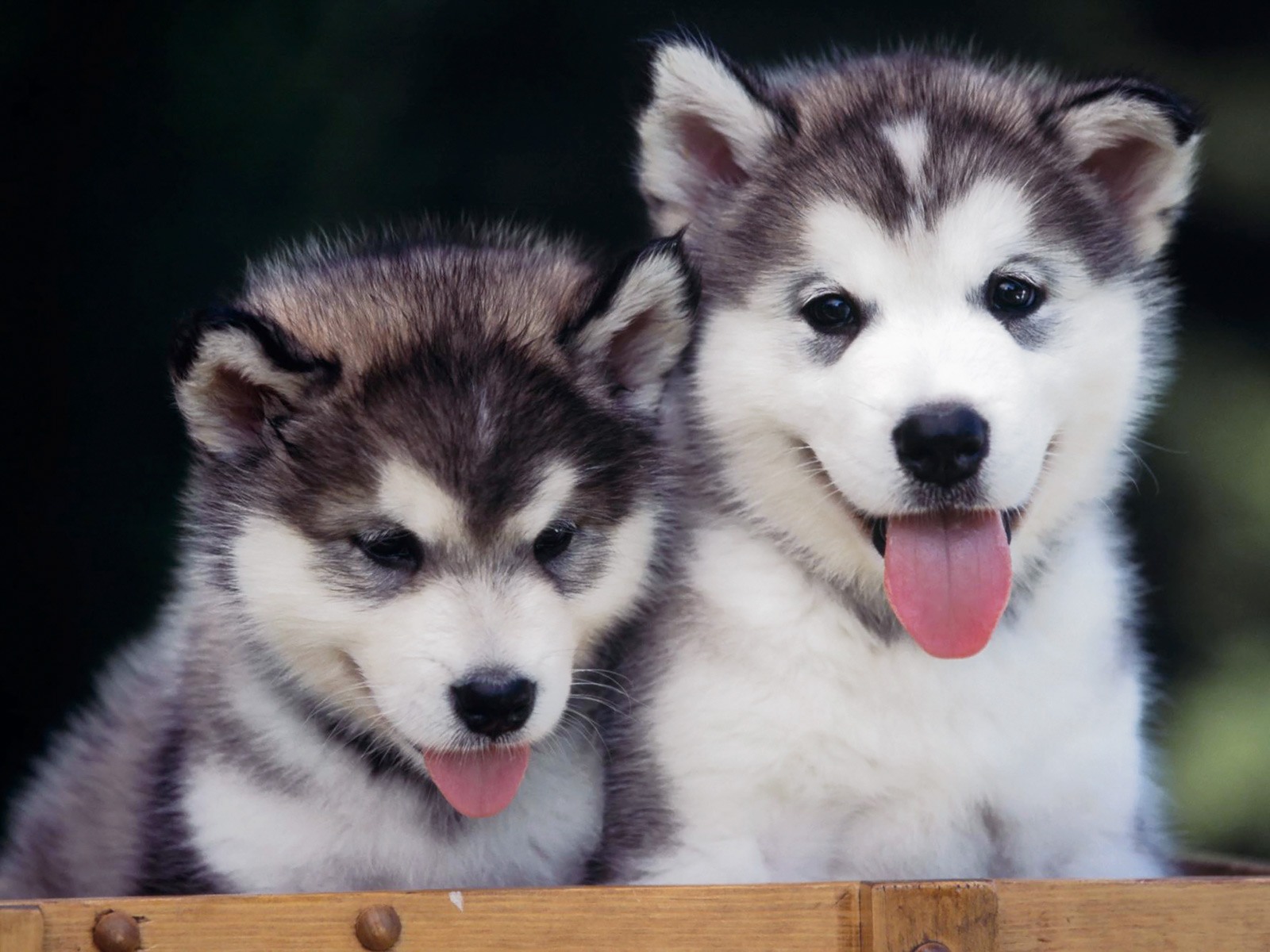 Cute Siberian Husky Puppies 20789