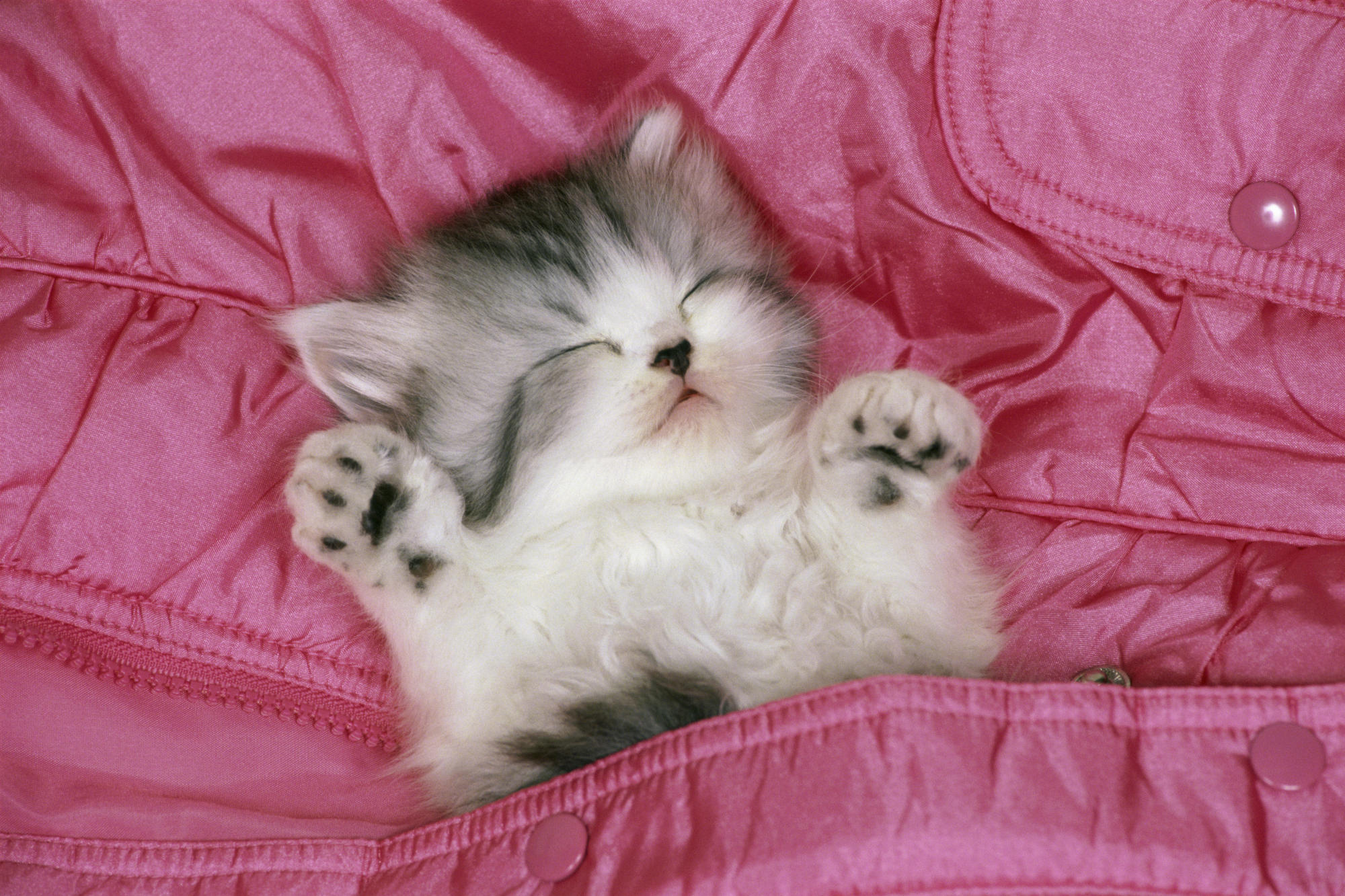Adorable Sleeping Cat Wallpaper