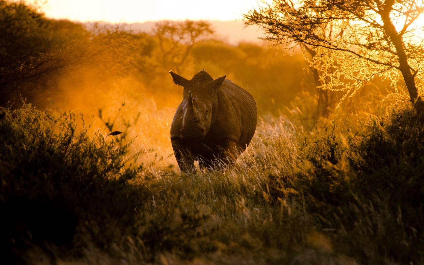 Africa Rhinoceros Nature