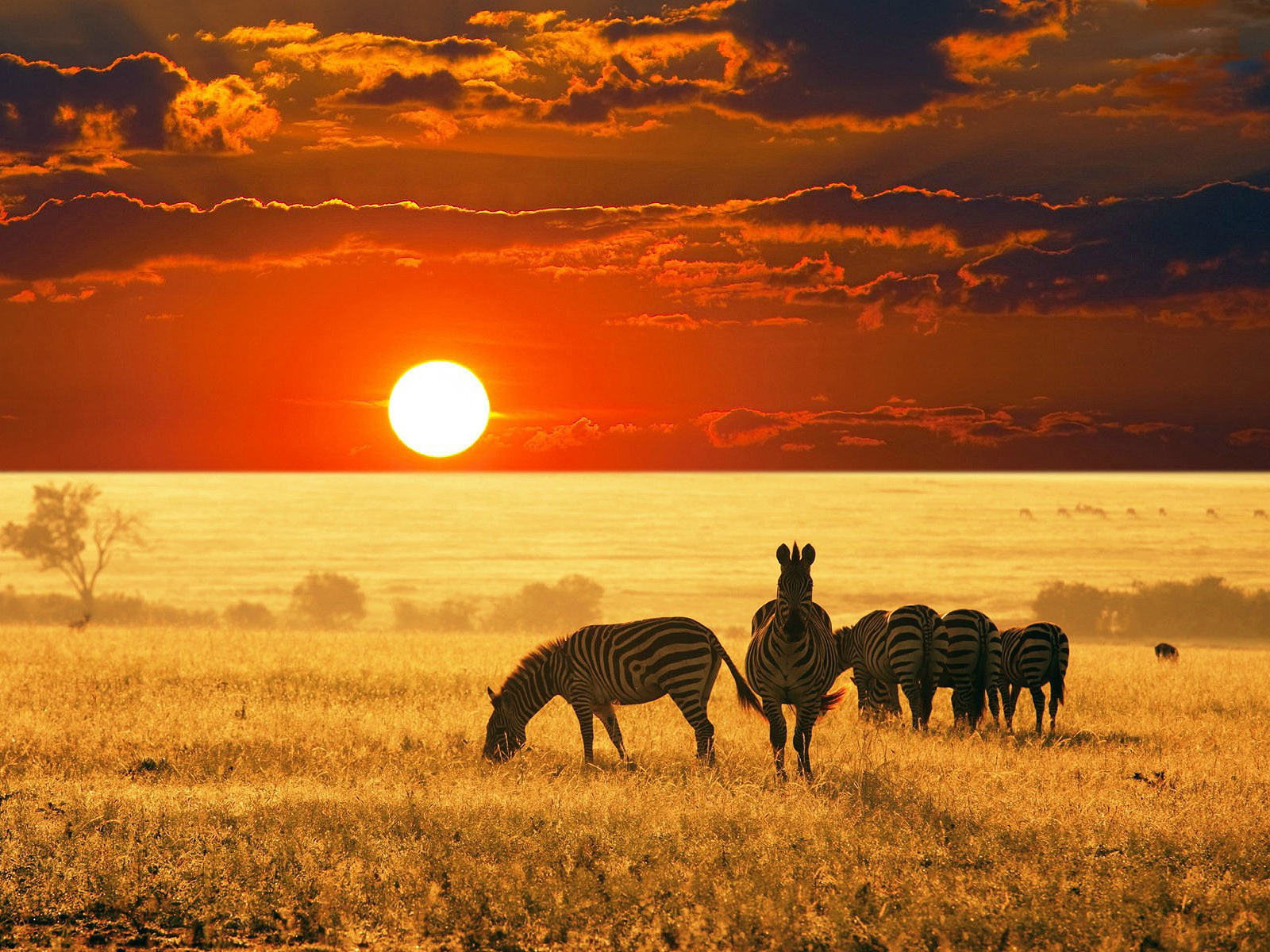 Description: The Wallpaper above is Zebras Sunrise Africa Wallpaper in Resolution 1600x1200. Choose your Resolution and Download Zebras Sunrise Africa ...