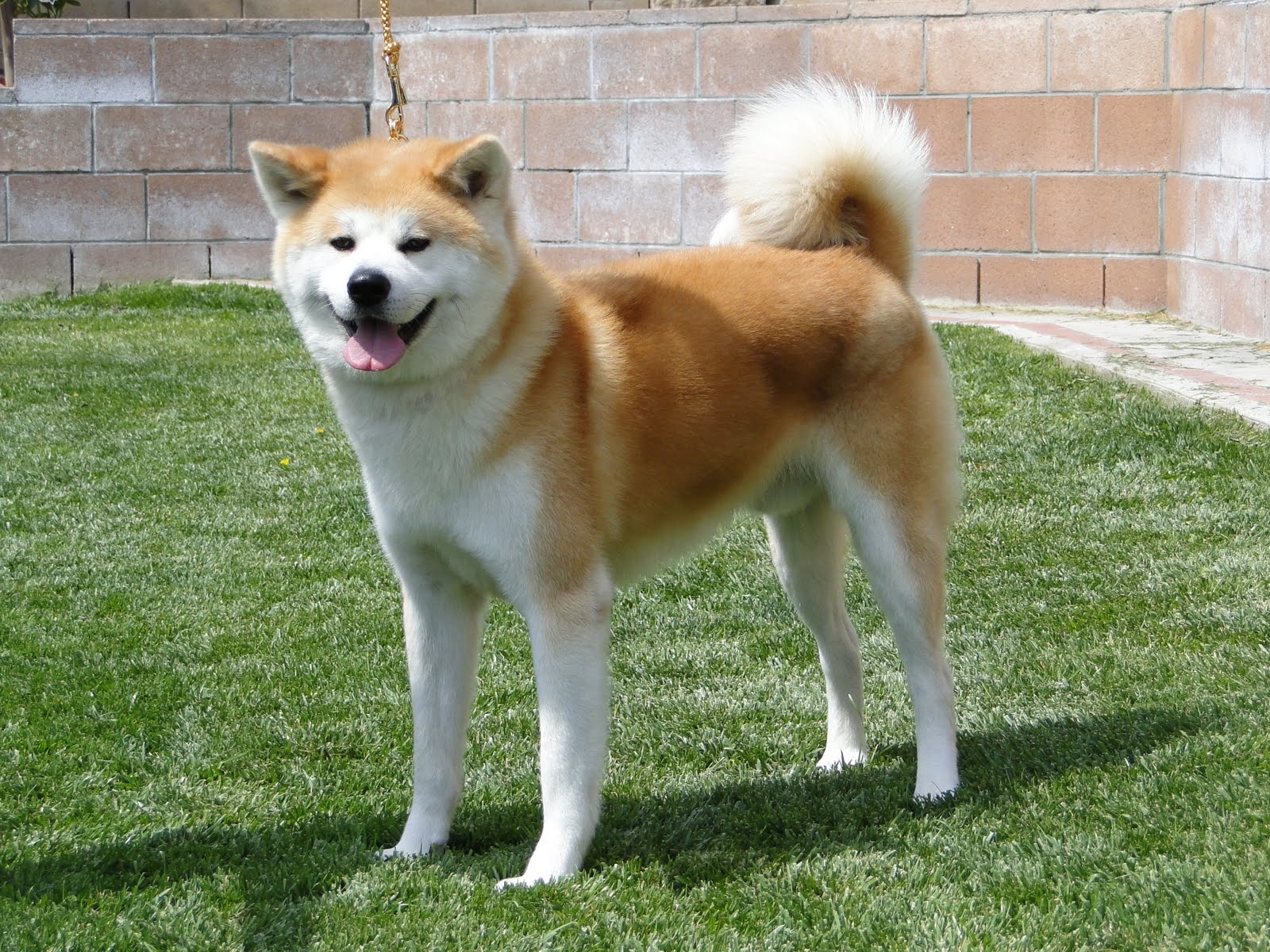 Mass: 99 – 150 lbs (Adult, Male, American Akita) Higher classification: Dog Origin: Japan Temperament: Alert, Docile, Friendly, Responsive, Courageous, ...