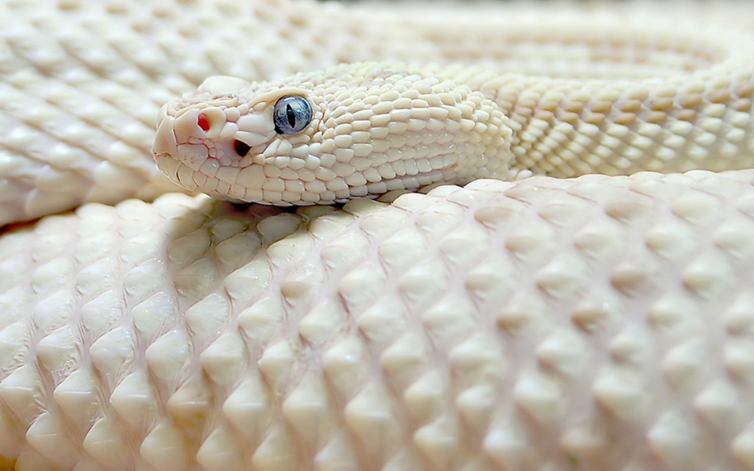 White Albino Rattlesnake