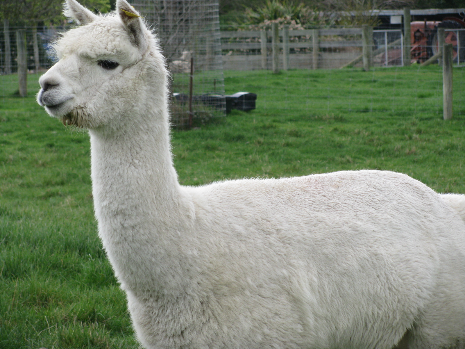 Alpaca Fur Blanket white alpaca