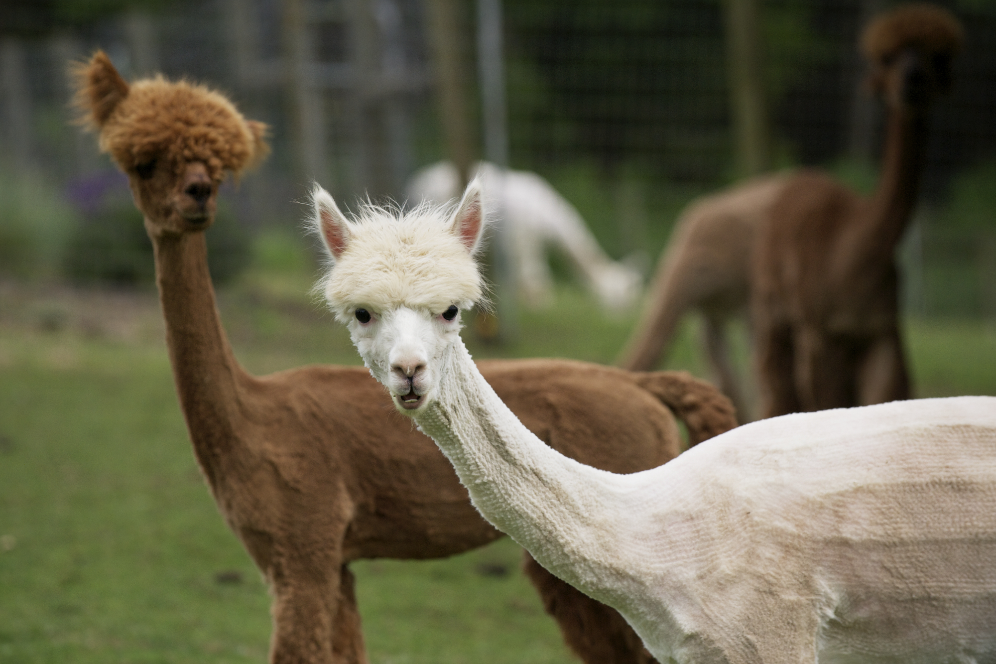 Sheared alpacas at Columbia Mist Alpacas in Woodland. (Steven Lane/The Columbian) Buy this photo