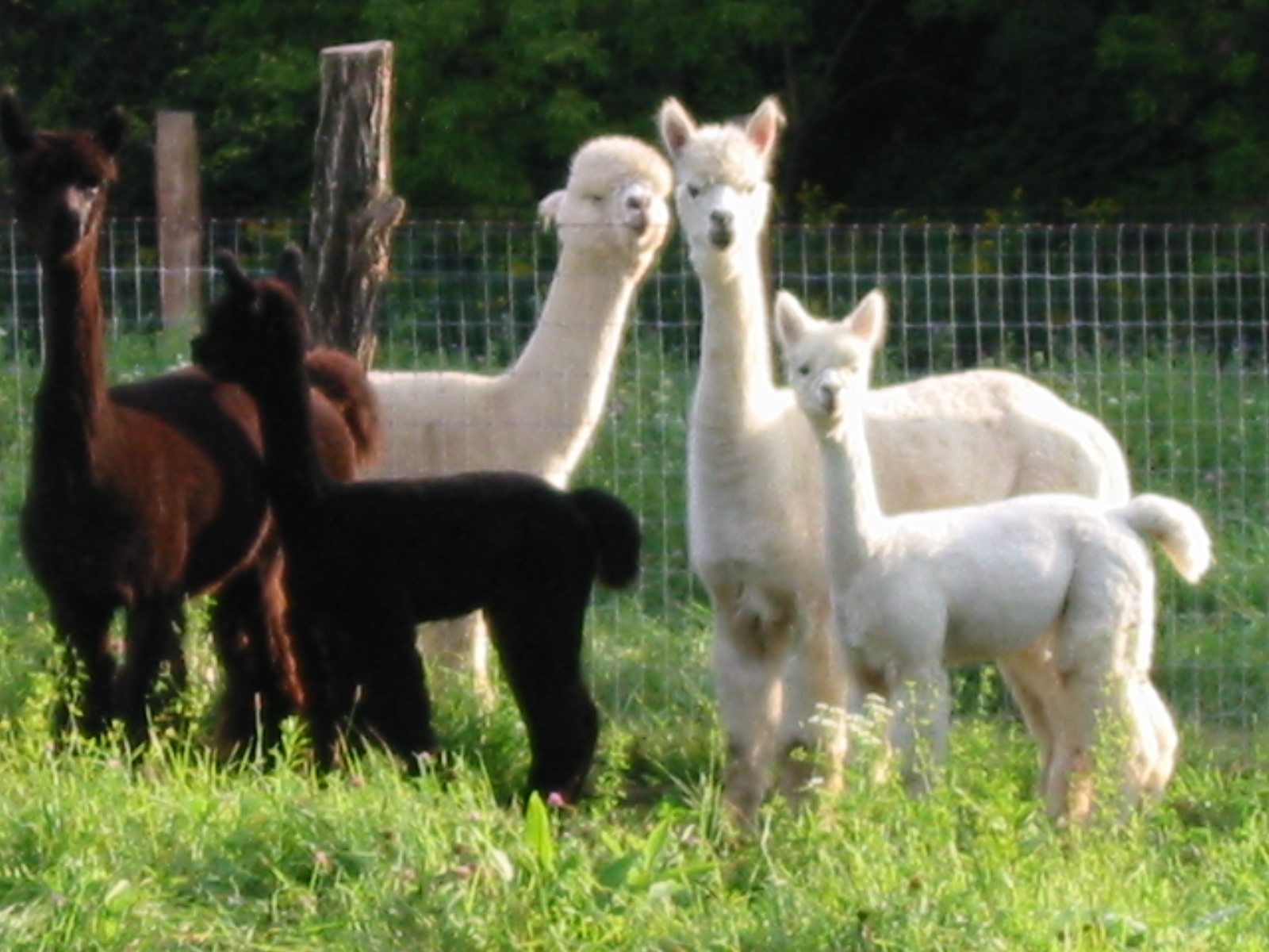 Meet some of our herd