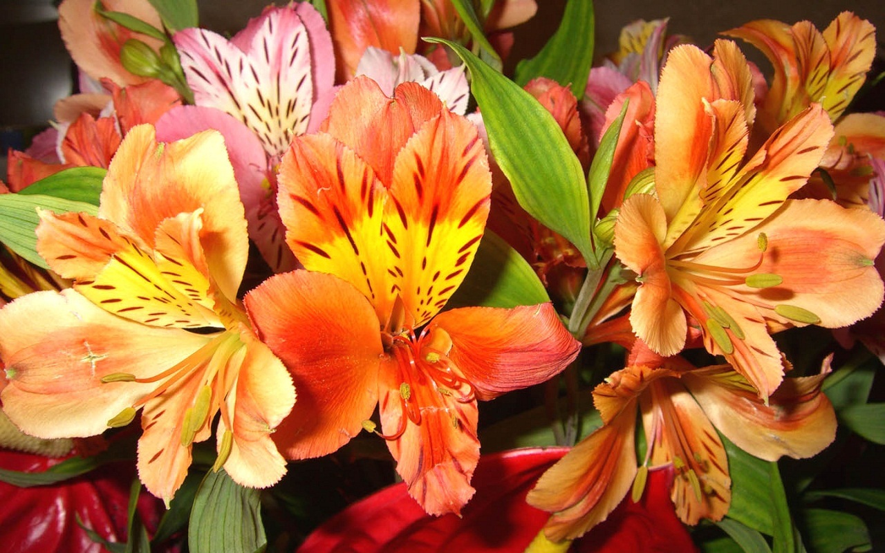 Alstroemeria lilies