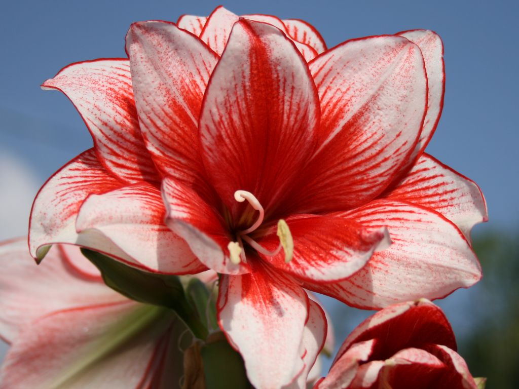 If you know anything about amaryllis, you might be thinking – why is Amanda talking about that Christmas flower ...