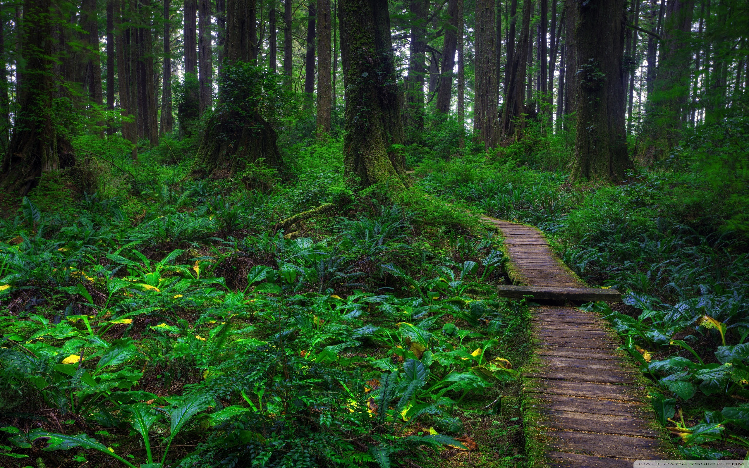 Amazing Forest Path Wallpaper