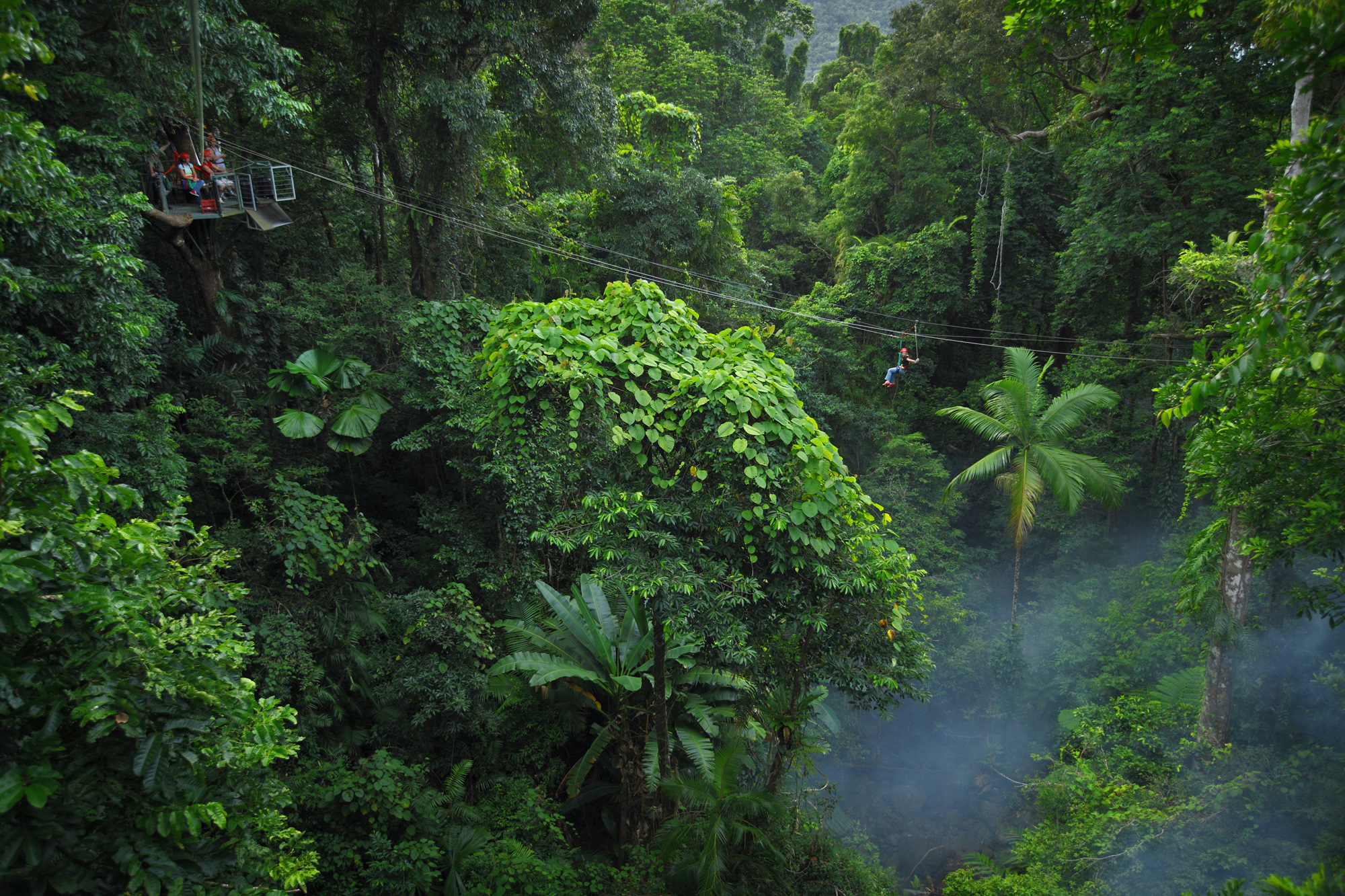 Amazing Jungle Pictures