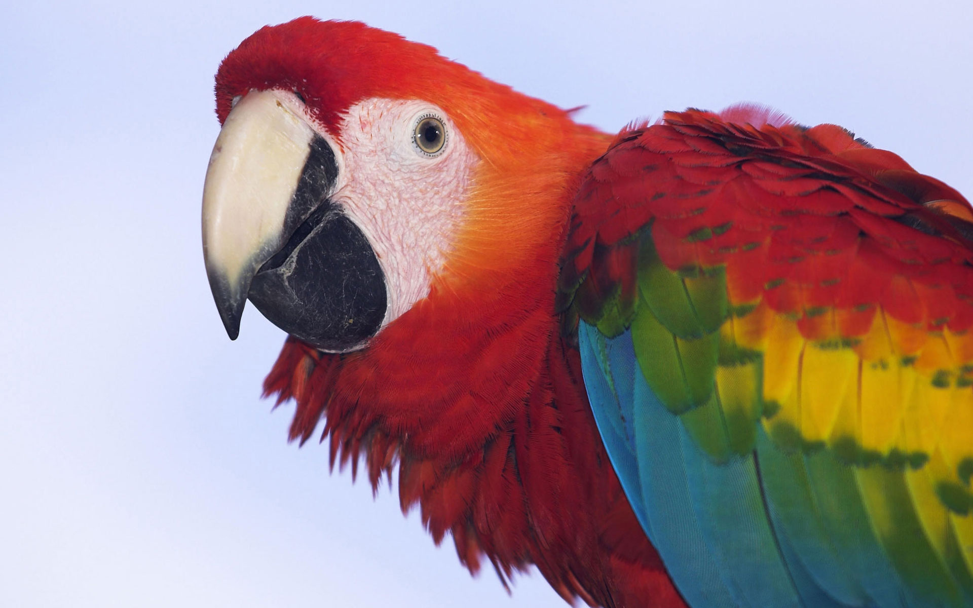 Macaw Wallpaper