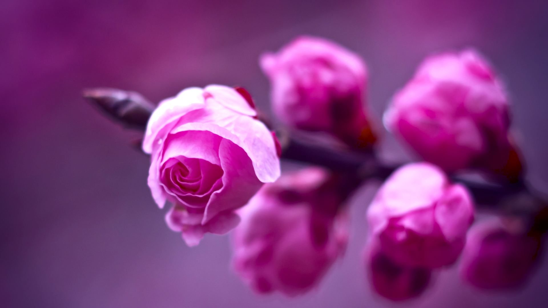 Amazing Pink Flowers