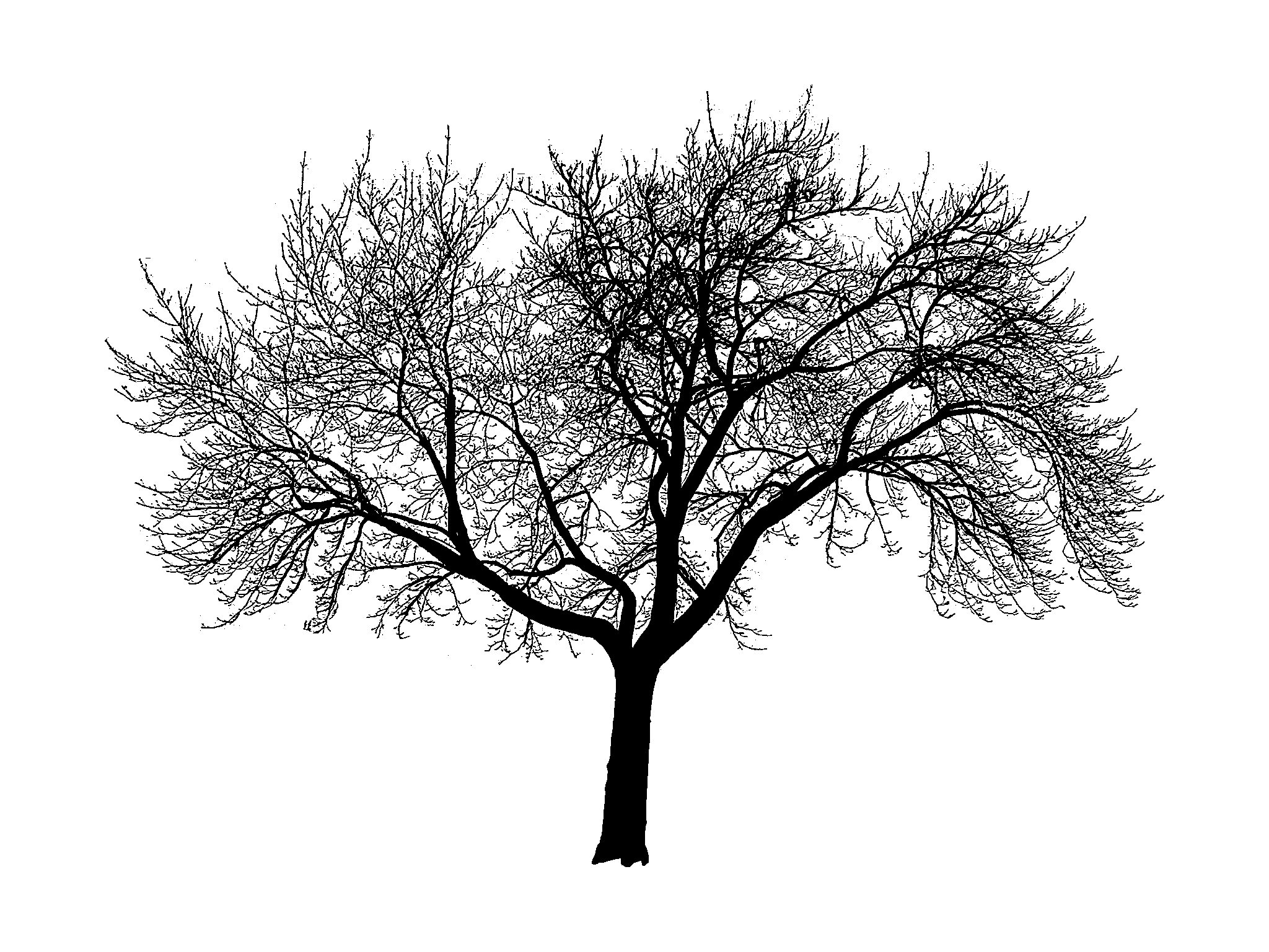 free tree silhouettes - Google Search--Print off tree silhouettes and frame for baby