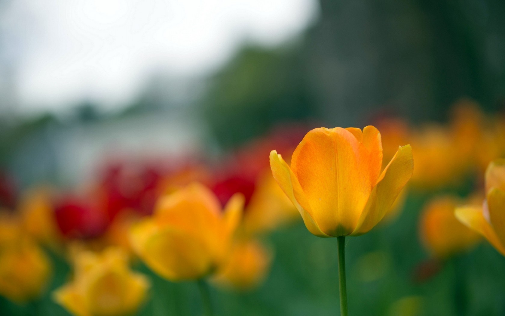 Amazing Tulips Nature