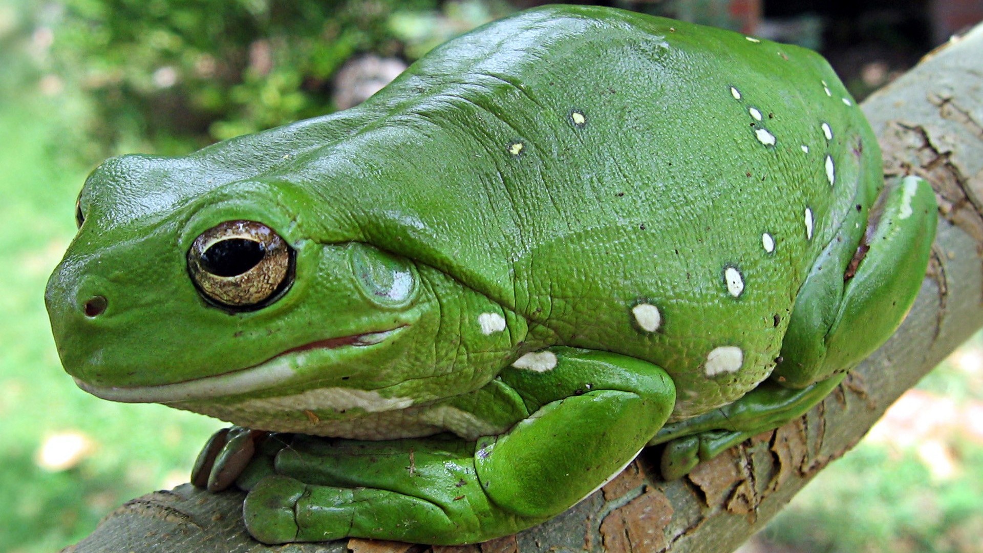 Amphibians animals frogs nature wallpaper