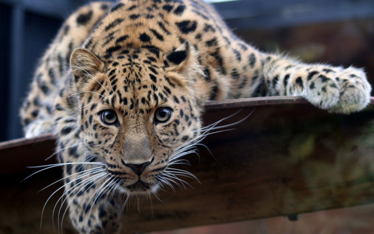 Amur Leopard Wallpaper