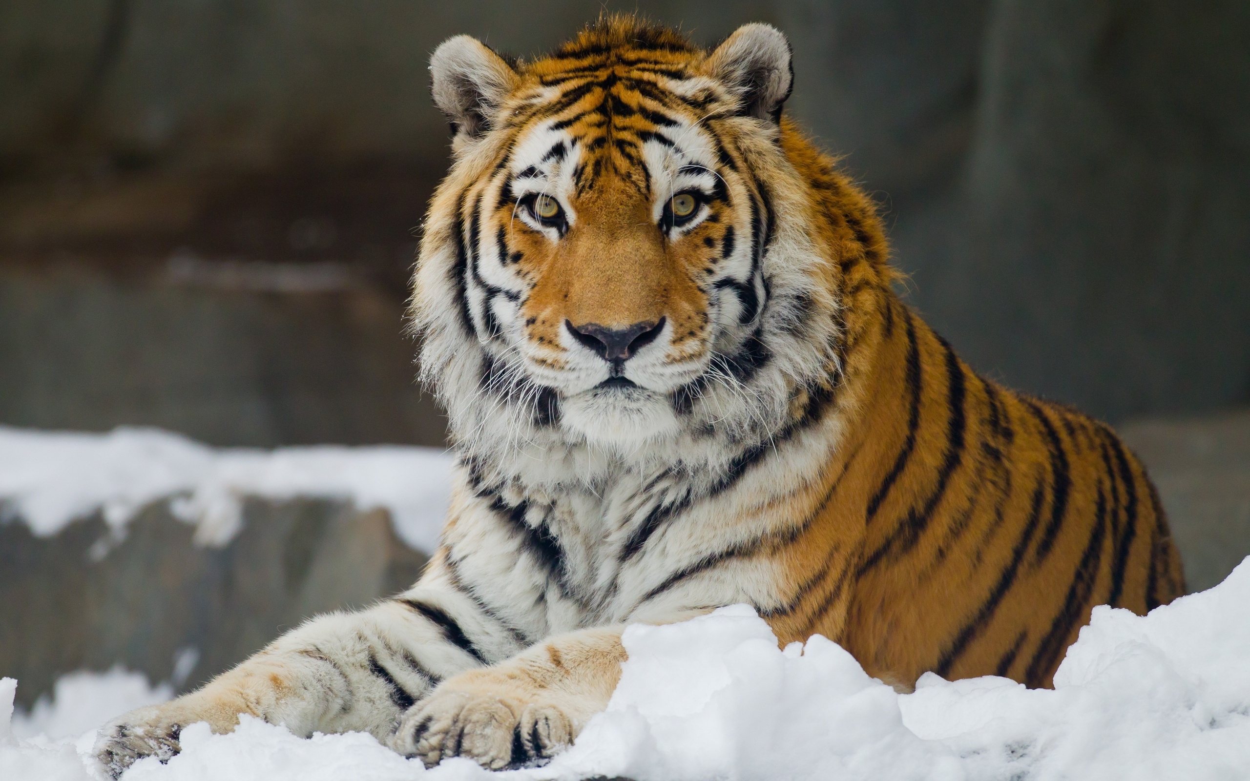 Amur tiger wild cat muzzle wallpaper background