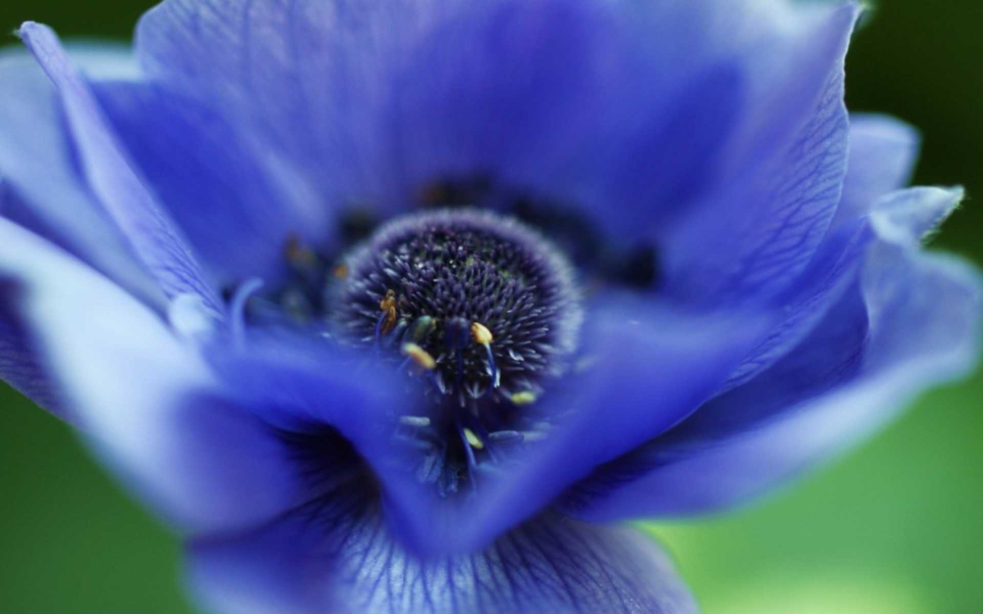 DOWNLOAD: anemone flower blue rose macro free picture 2560 x 1600