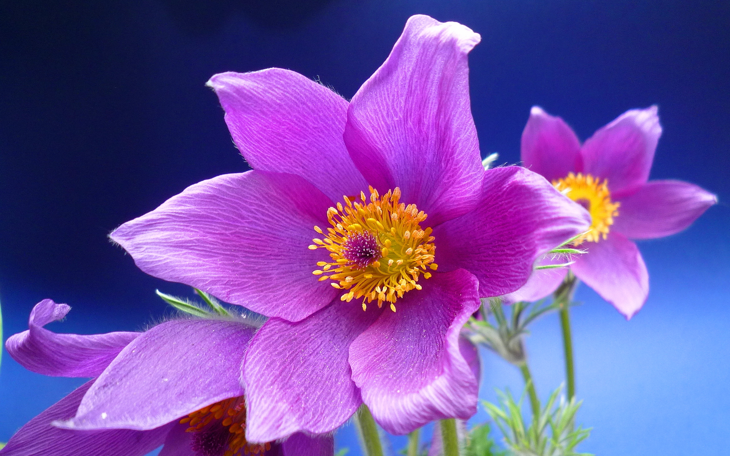 Pink anemone flower