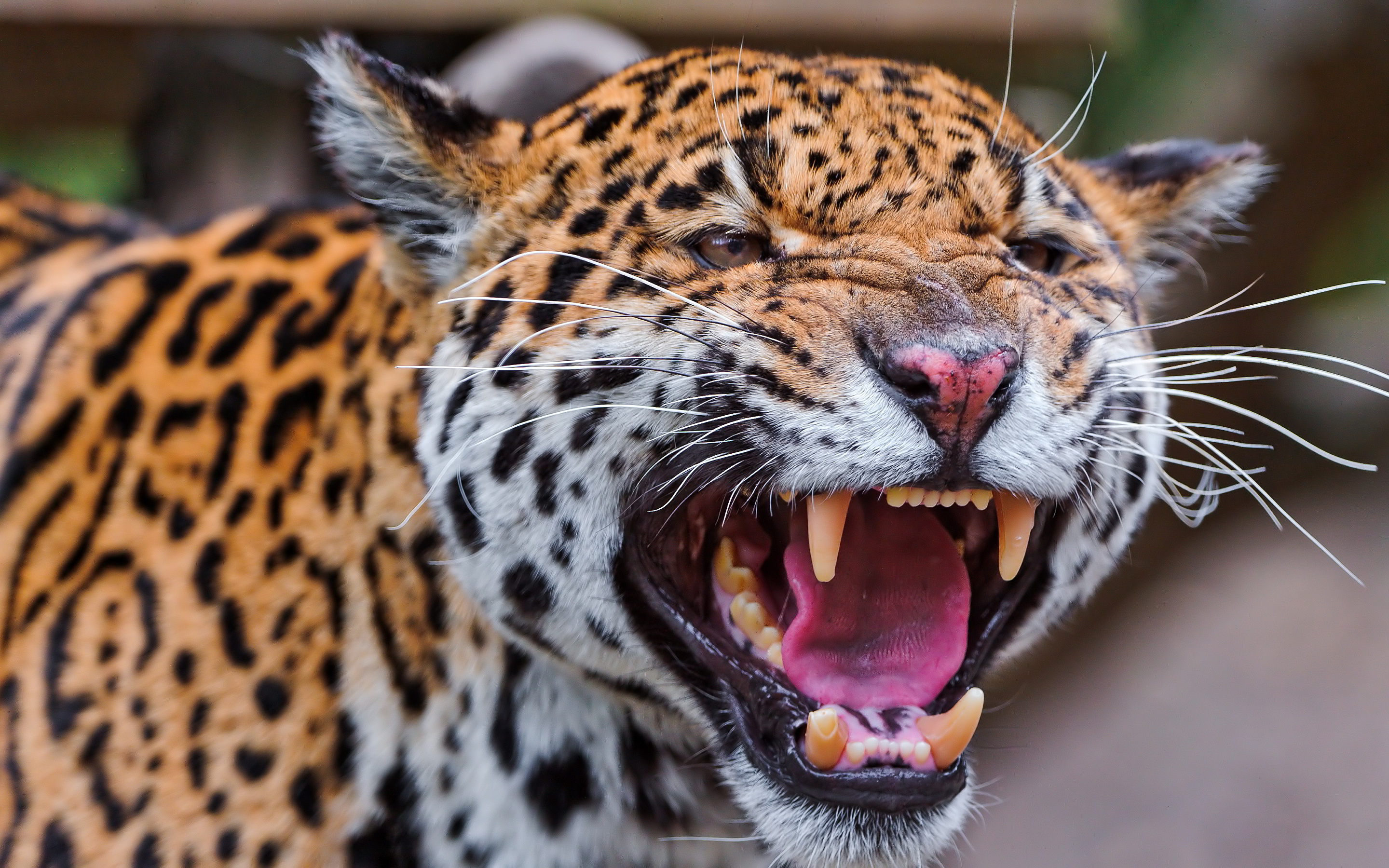 Angry leopard fangs