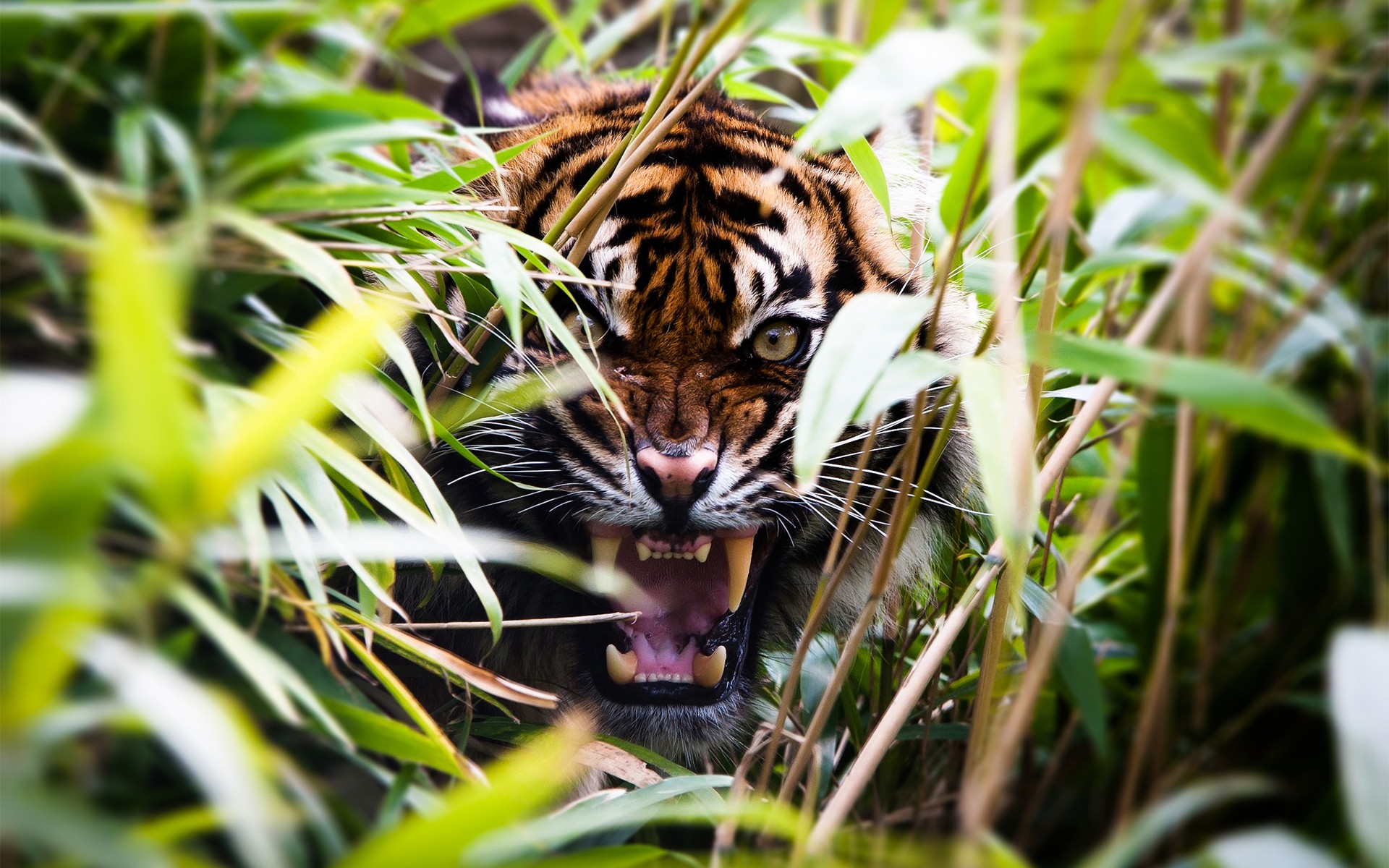 Angry tiger in bush