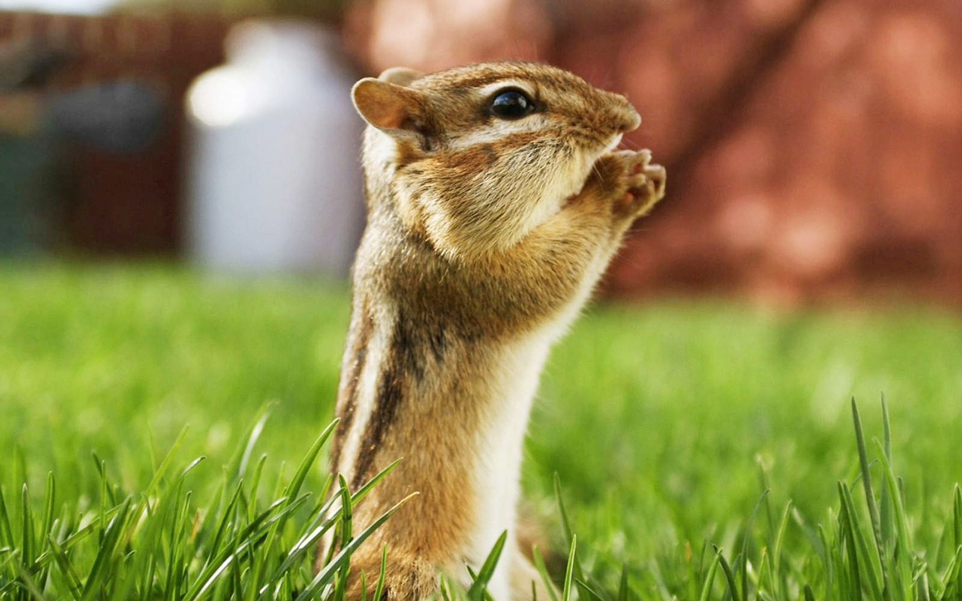 Fascinating Animal Wallpapers: Marvelous Cute Little Squirrel Pray To God On The Green Grass Blur Backgrounds Wallpapers 1920x1200px