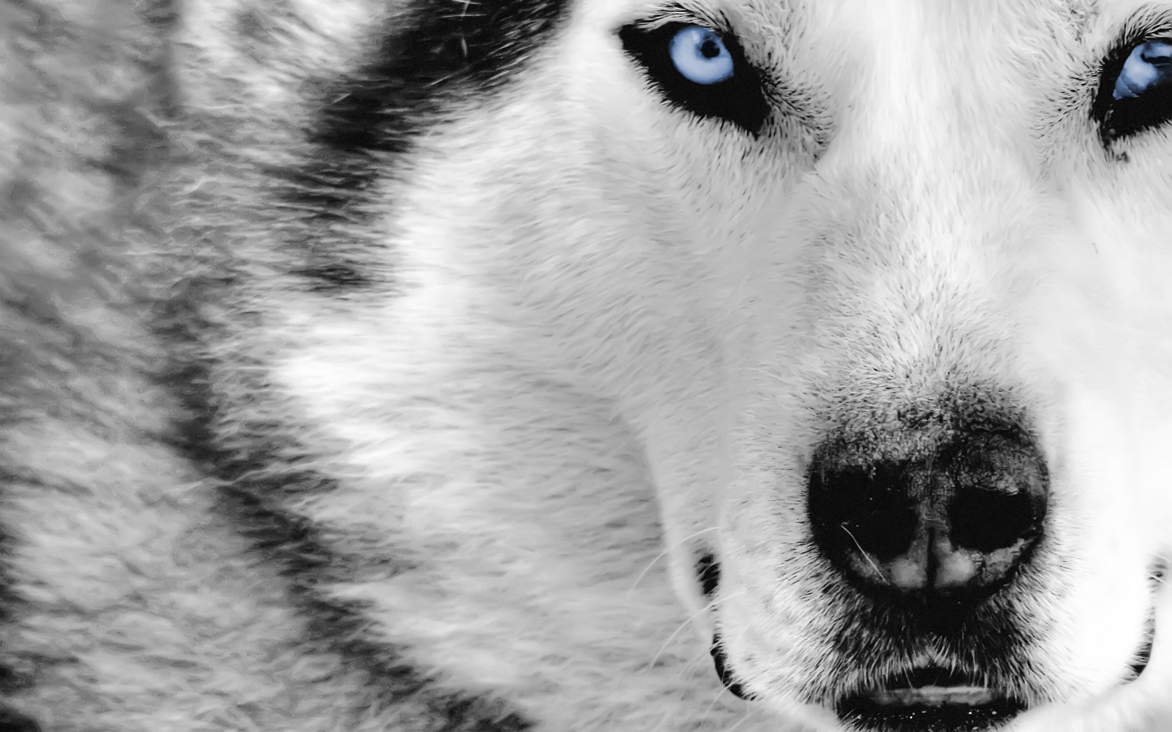Close Up Animals Cute Wallpapers Wolf wallpaper