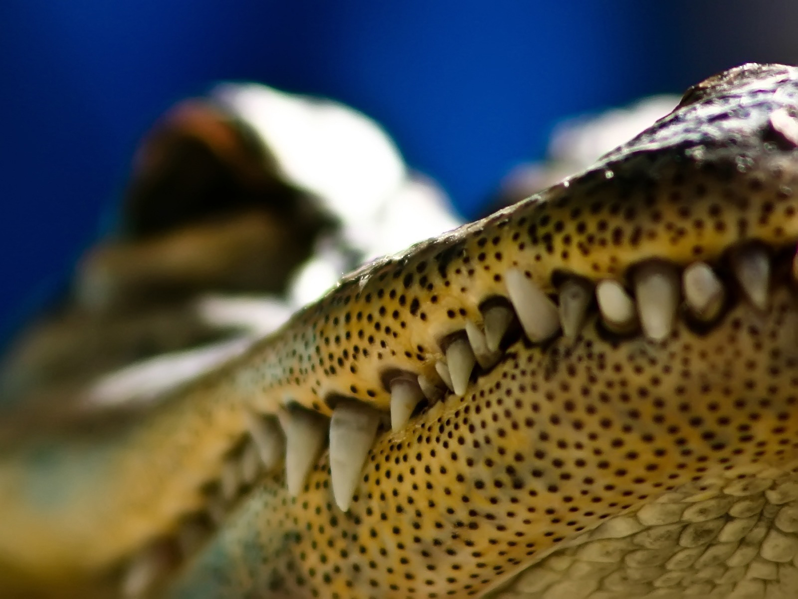 The crocodile mouth close up wallpaper Animal desktop background
