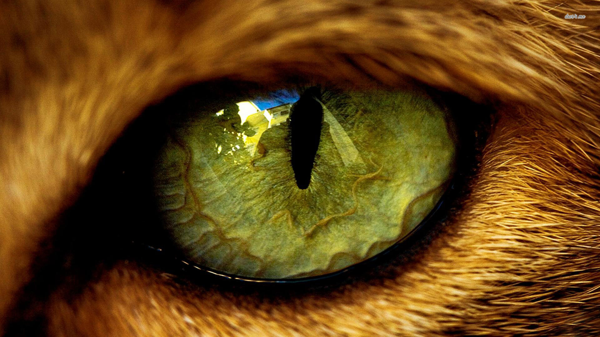Cat Eye Wallpaper Animal Wallpapers