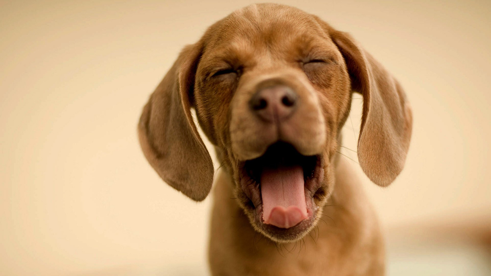 Dog Yawning 2048x1152