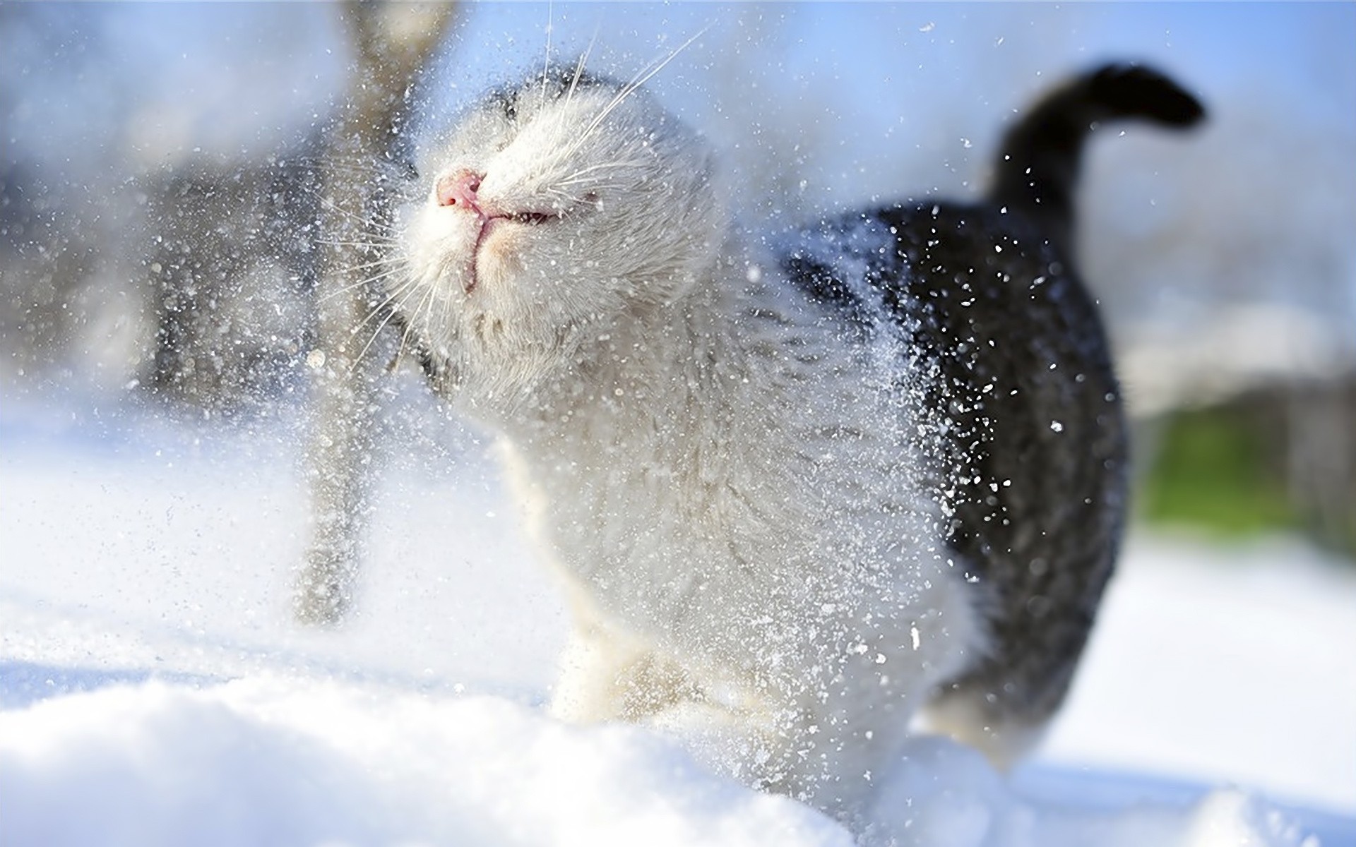 Animals cats outdoors snow 1920x1200